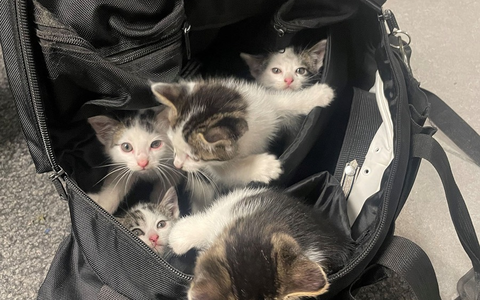 POL-GS: Langelsheim, Pressebericht vom 19.06.2025 - Foto: presseportal.de