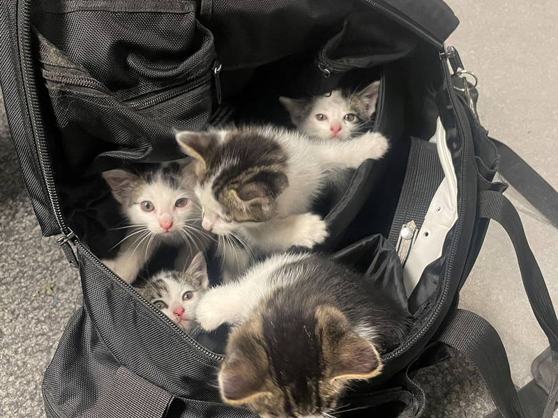 POL-GS: Langelsheim, Pressebericht vom 19.06.2025 - Foto: presseportal.de