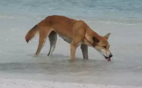 Dingos sind verwilderte Haushunde. - Foto: Fraser Island Dingo Preservation/AAP/dpa