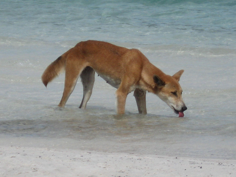 Dingos sind verwilderte Haushunde. - Foto: Fraser Island Dingo Preservation/AAP/dpa