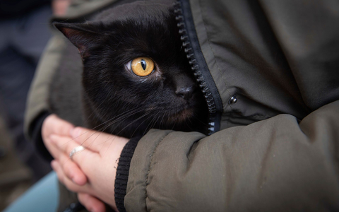 Eine Frau beschützt ihre Katze am Grenzübergang in Medyka.In Polen haben sich Katzen mit dem Vogelgrippe-Virus infiziert. - Foto: Visar Kryeziu/AP/dpa