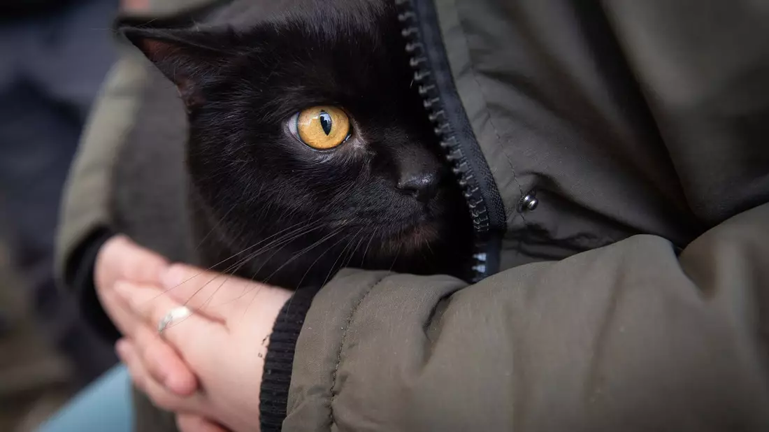 Eine Frau beschützt ihre Katze am Grenzübergang in Medyka. In Polen haben sich viele Katzen mit dem Vogelgrippe-Virus infiziert. - Bild: Visar Kryeziu/AP/dpa