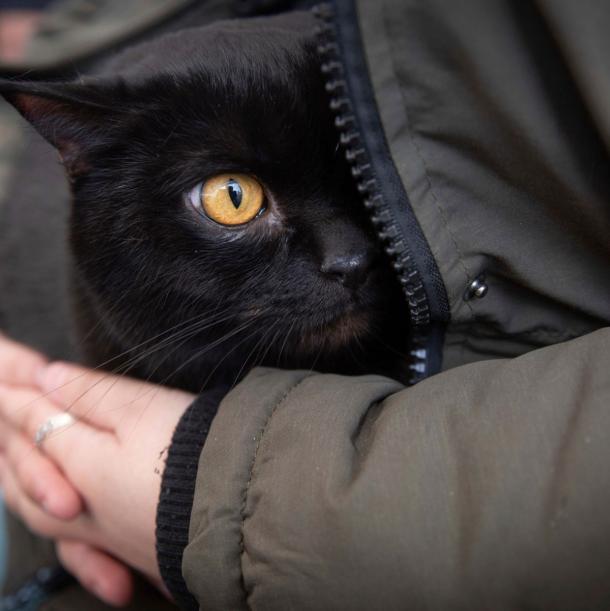 Eine Frau beschützt ihre Katze am Grenzübergang in Medyka. In Polen haben sich viele Katzen mit dem Vogelgrippe-Virus infiziert. - Foto: Visar Kryeziu/AP/dpa