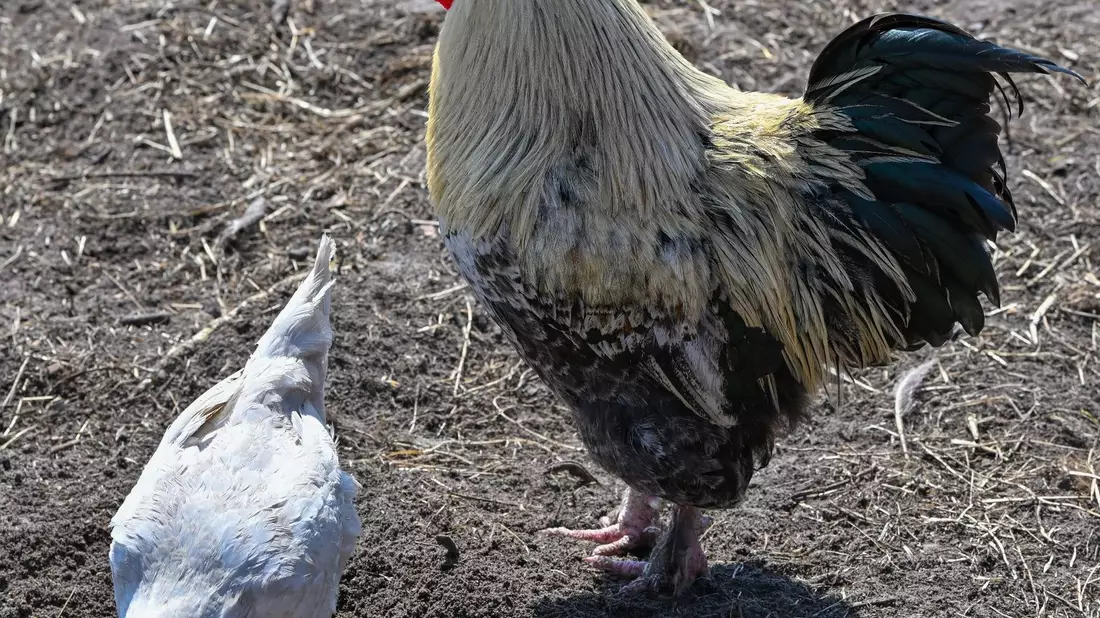 Ein Hahn und ein Huhn auf einem Bauernhof in der Freilandhaltung. - Bild: Patrick Pleul/dpa