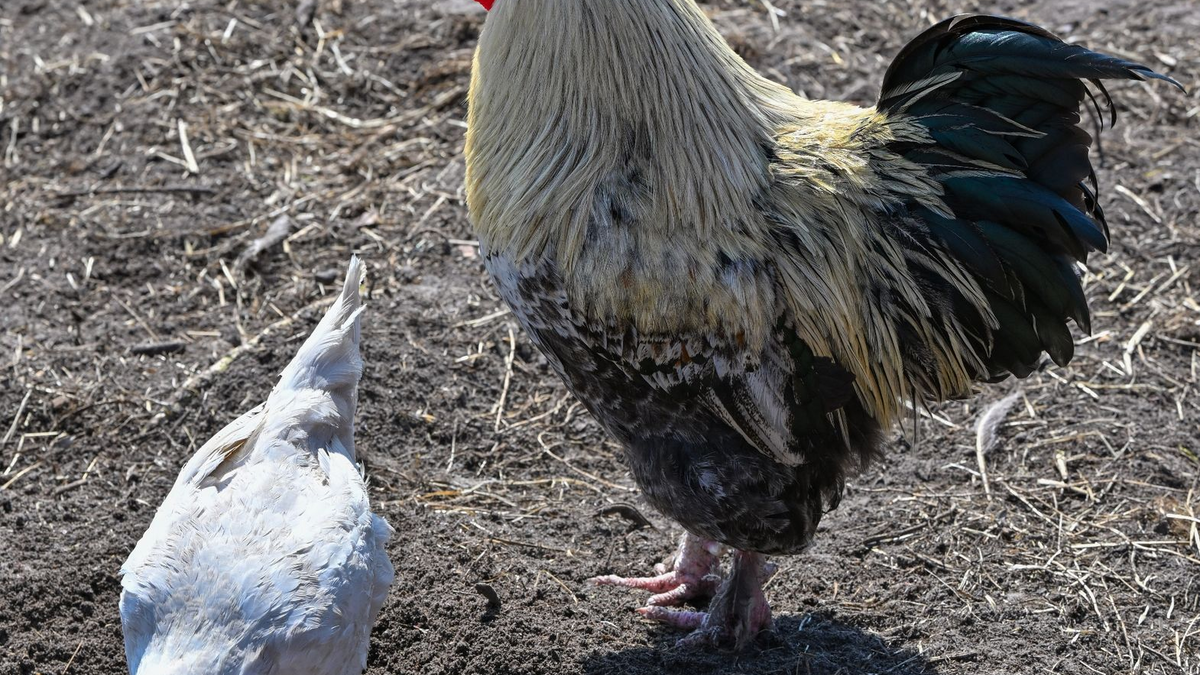 Ein Hahn und ein Huhn auf einem Bauernhof in der Freilandhaltung. - Foto: Patrick Pleul/dpa