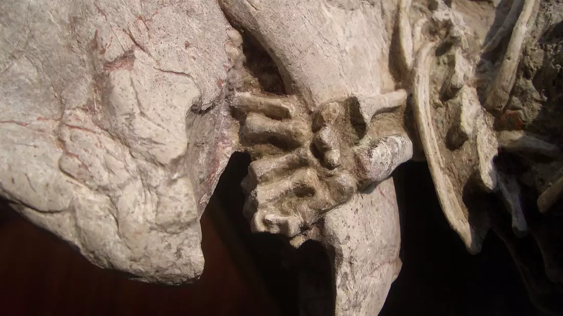 Fossil mit einer linken Hand von einem Repenomamus (Säugetier), die um den Unterkiefer von einem Psittacosaurus (Dinosaurier) gewickelt ist. - Bild: Gang Han/Nature/dpa