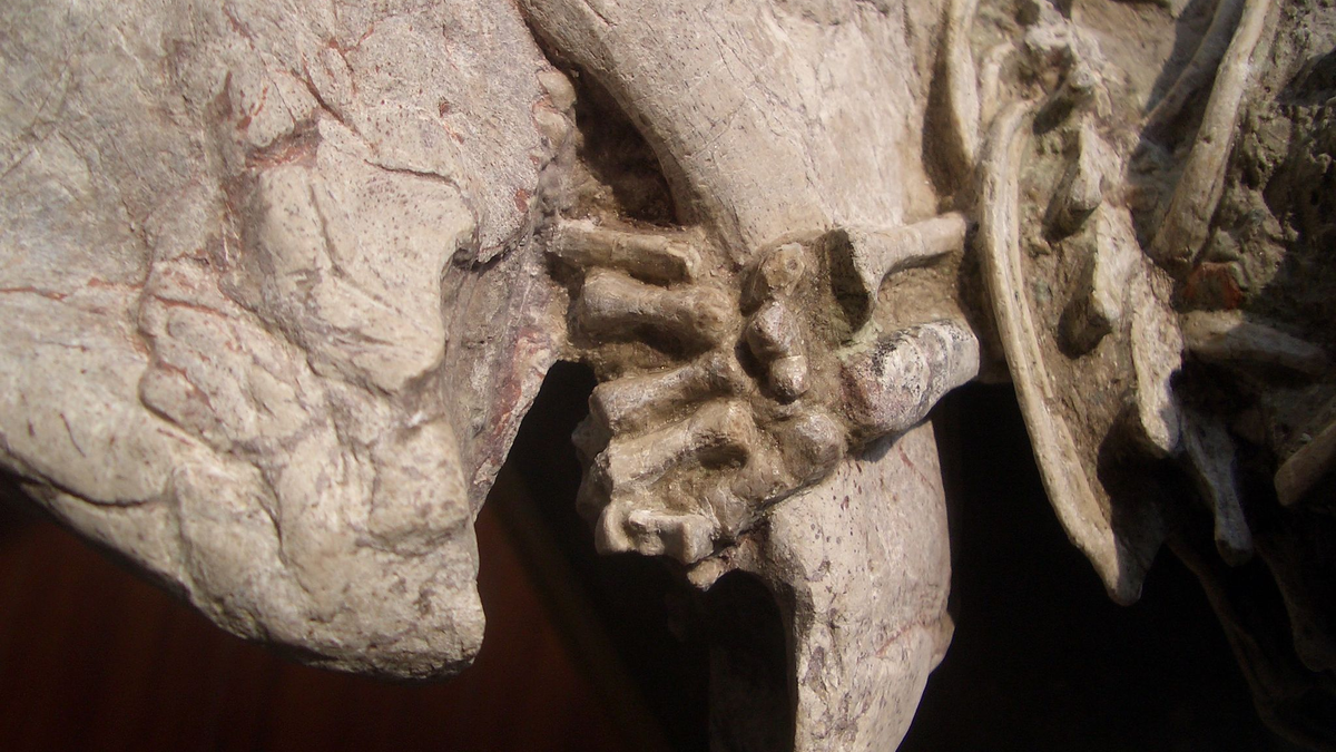 Fossil mit einer linken Hand von einem Repenomamus (Säugetier), die um den Unterkiefer von einem Psittacosaurus (Dinosaurier) gewickelt ist. - Foto: Gang Han/Nature/dpa