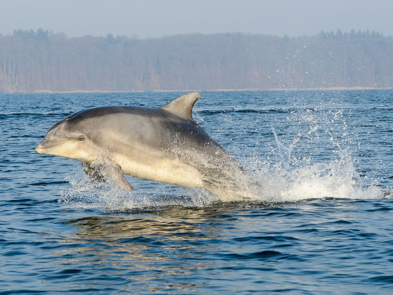 Der militärische Einsatz von Delfinen ist mit hohem Aufwand verbunden. - Foto: Benjamin Nolte/dpa