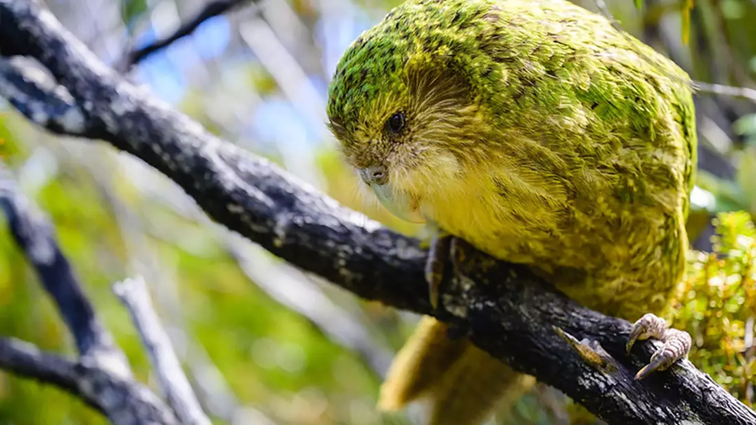 Bisher konnten Kakapos nur auf einigen raubtierfreien Inseln vor der Küste überleben. - Bild: Jake Osborne/Department of Conservation/dpa