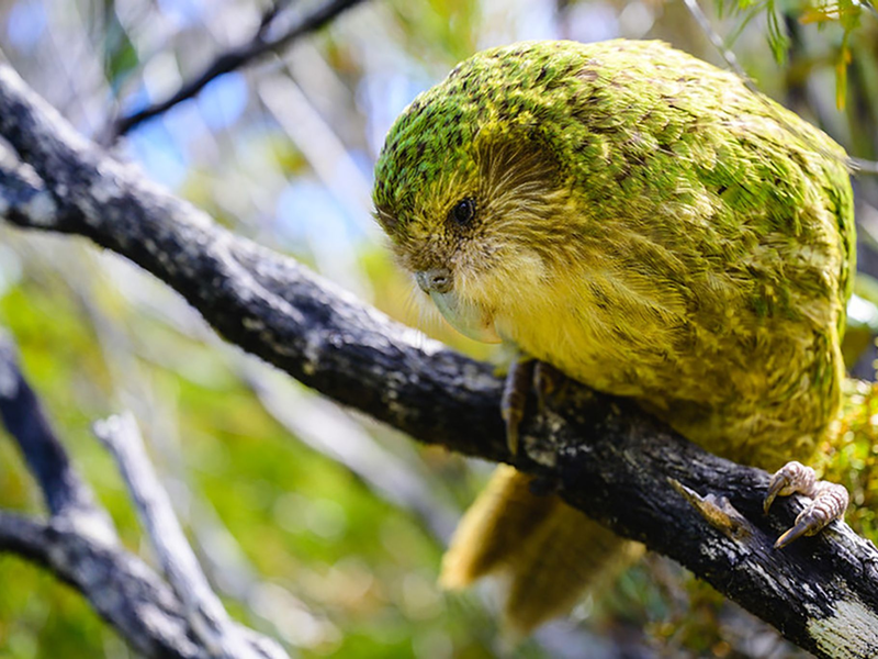 Bisher konnten Kakapos nur auf einigen raubtierfreien Inseln vor der Küste überleben. - Foto: Jake Osborne/Department of Conservation/dpa