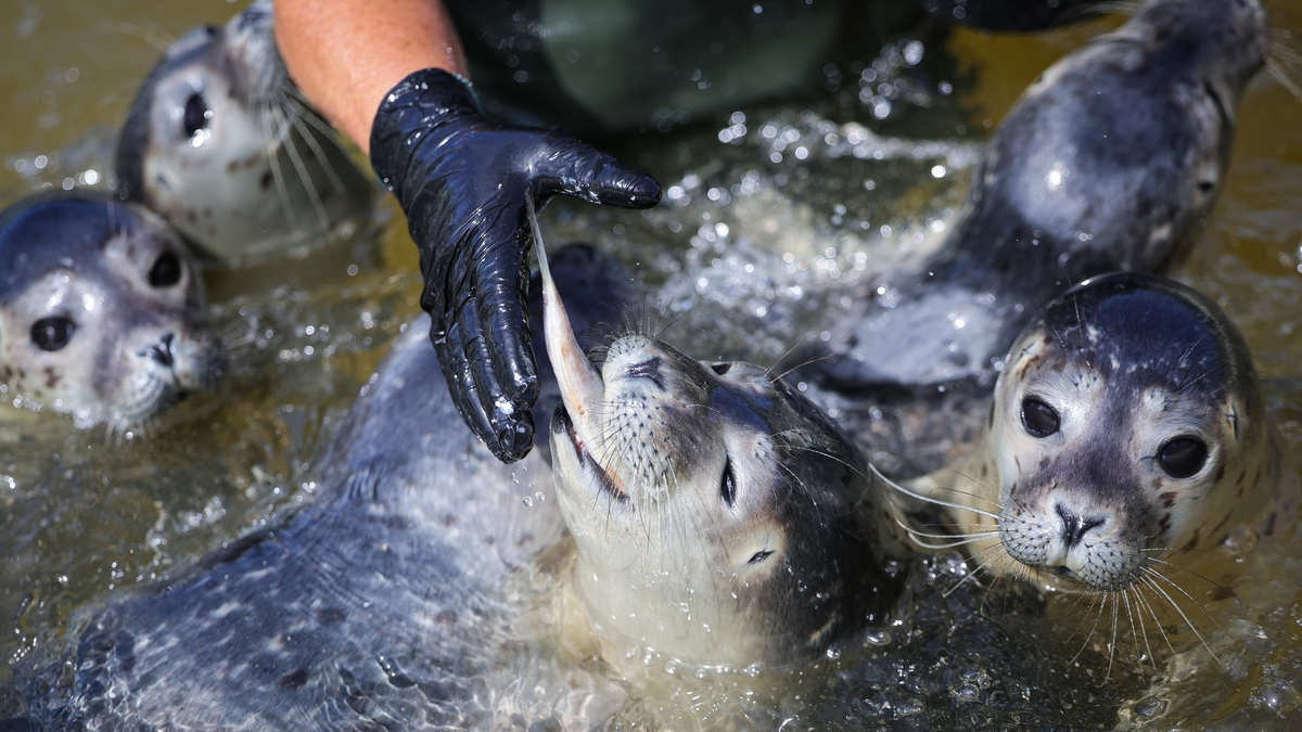 Die Leiterin der Seehundstation füttert die Heuler. - Foto: Christian Charisius/dpa