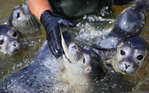 Die Leiterin der Seehundstation füttert die Heuler. - Foto: Christian Charisius/dpa