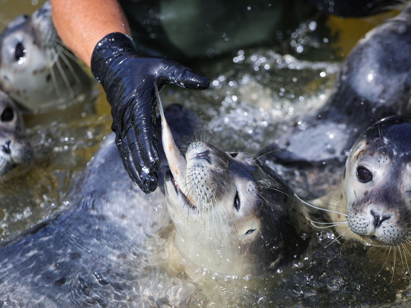 Die Leiterin der Seehundstation füttert die Heuler. - Foto: Christian Charisius/dpa