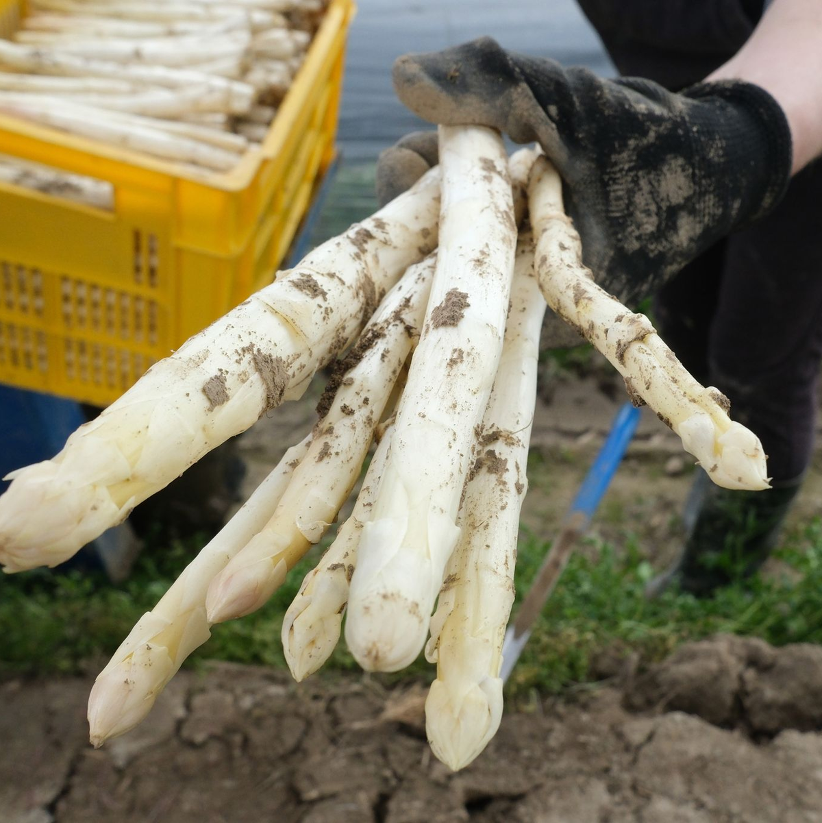 Die Spargelernte wird 2023 auf 105.700 Tonnen geschätzt. - Foto: Sebastian Willnow/dpa