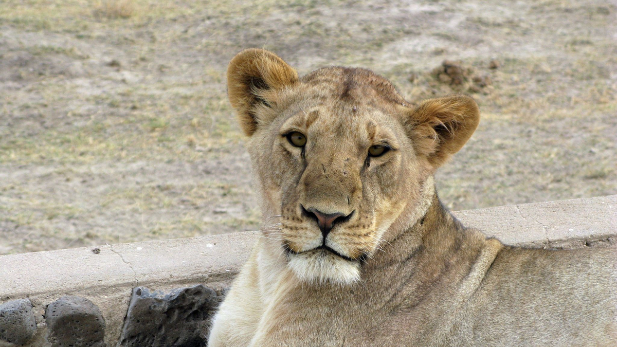 Eine Löwin im Amboseli-Nationalpark in Kenia. - Foto: Krafczyk/dpa