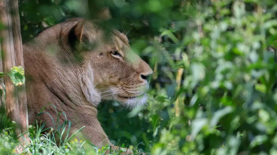 Normalerweise sieht man Löwen nur im Zoo - wie hier in Leipzig. - Bild: Jan Woitas/dpa
