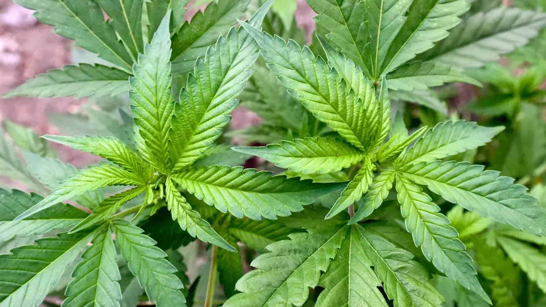 Die Bundesregierung plant, den Cannabis-Konsum in Deutschland zu legalisieren. - Bild: Patrick Pleul/dpa-Zentralbild/dpa
