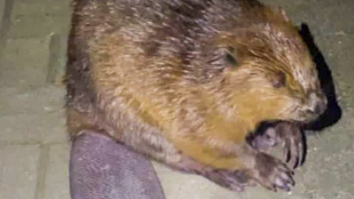 BIBER Solarkonzept Gewinnt EUPD Research Installer Award: Ein Vorbild im Rhein-Main-Gebiet - Foto: presseportal.de