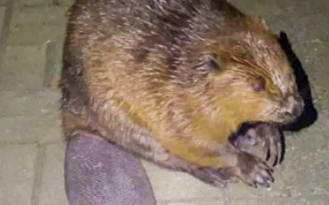 BIBER Solarkonzept Gewinnt EUPD Research Installer Award: Ein Vorbild im Rhein-Main-Gebiet - Foto: presseportal.de