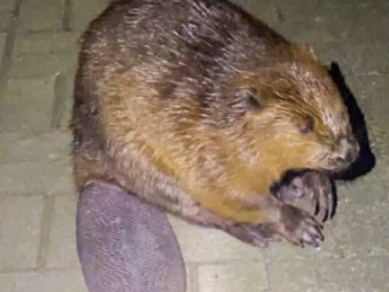 BIBER Solarkonzept Gewinnt EUPD Research Installer Award: Ein Vorbild im Rhein-Main-Gebiet - Foto: presseportal.de