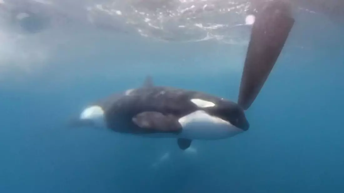 Auf einem Videobild bewegt sich ein Orca an einem Ruder der Hochsee-Segelyacht des Teams JAJO, das am Ocean Race 2023 im Juni teilnimmt. - Bild: -/The Ocean Race via AP/dpa