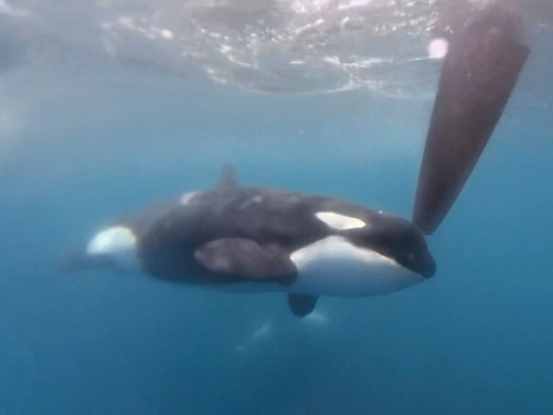 Auf einem Videobild bewegt sich ein Orca an einem Ruder der Hochsee-Segelyacht des Teams JAJO, das am Ocean Race 2023 im Juni teilnimmt. - Foto: -/The Ocean Race via AP/dpa