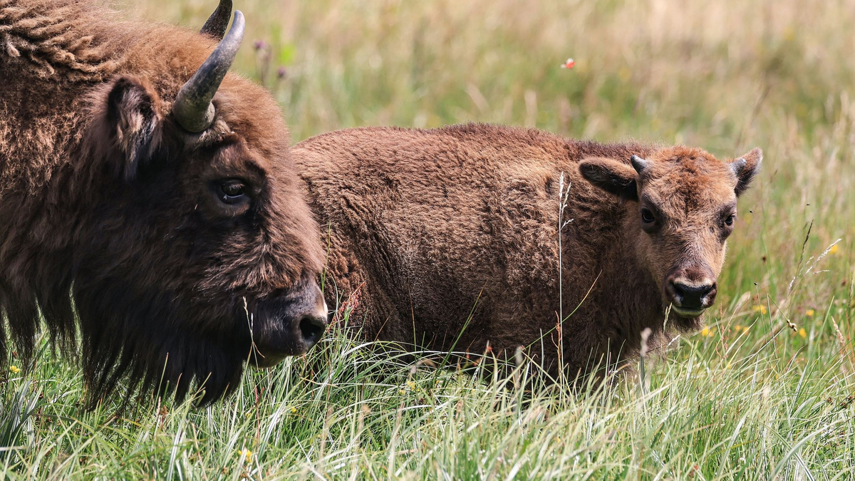 Wie sieht die Zukunft der Wisent-Wildnis im Sauerland aus? - Foto: Oliver Berg/dpa