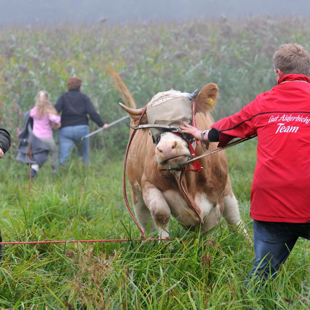 Die Kuh Yvonne flüchtete vor dem Schlachter. - Foto: Andreas Gebert/dpa