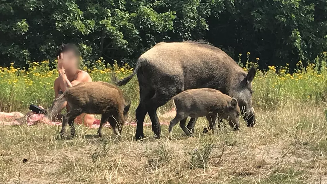 Da war der Badegast ziemlich überrascht: Ein Wildschwein mit seinem Nachwuchs auf einer Badewiese am Teufelssee im Berliner Grunewald. - Bild: Fernando Gutierrez/dpa