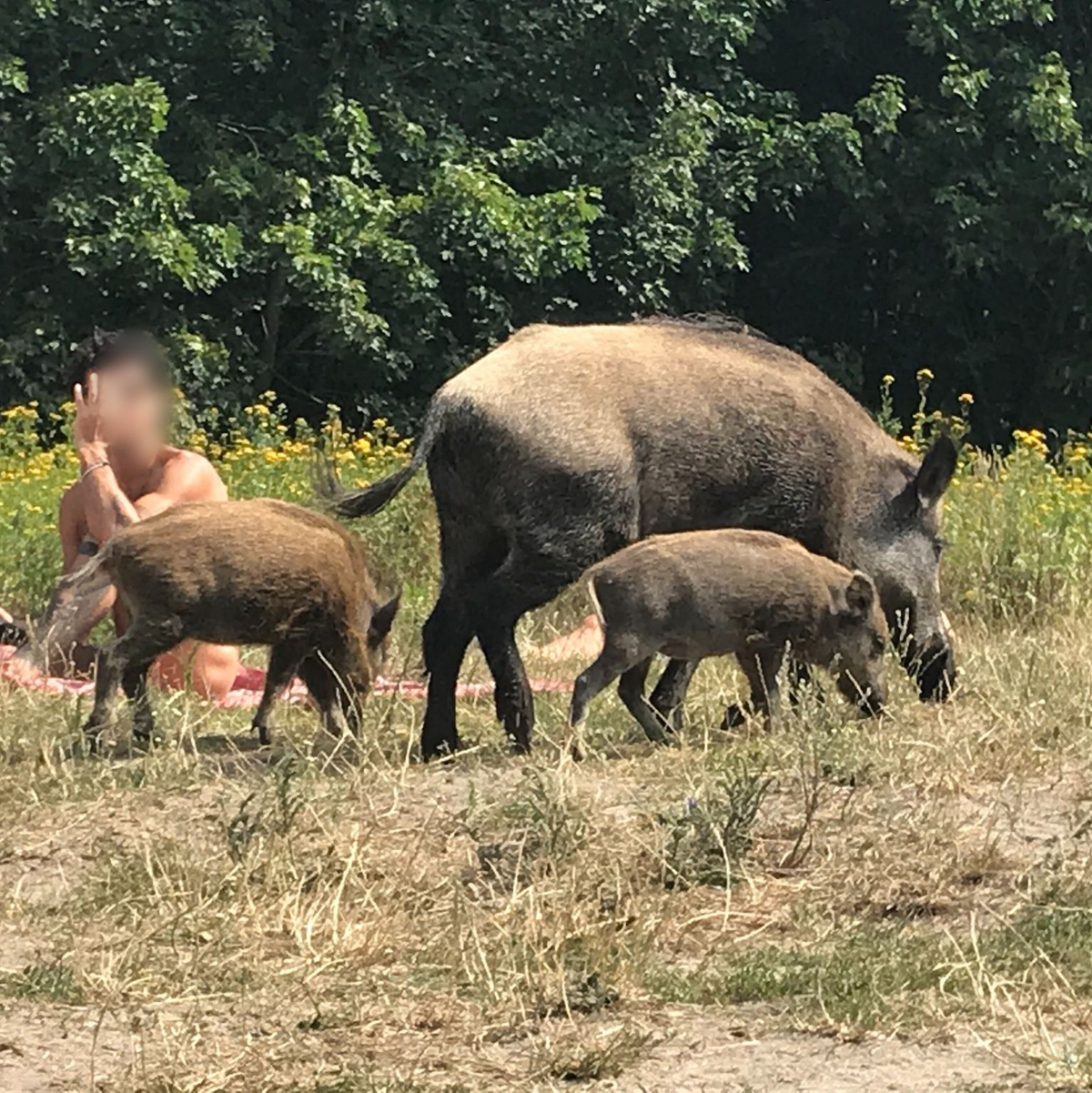 Da war der Badegast ziemlich überrascht: Ein Wildschwein mit seinem Nachwuchs auf einer Badewiese am Teufelssee im Berliner Grunewald. - Foto: Fernando Gutierrez/dpa
