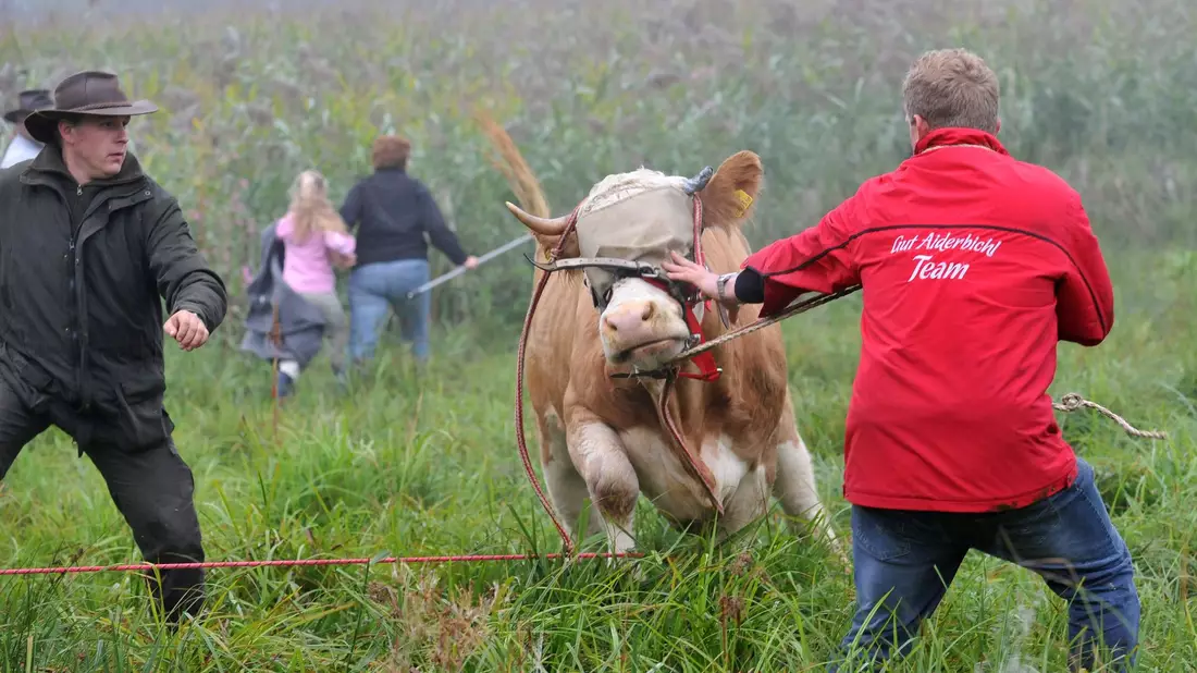 Kuh Yvonne wird auf einer Weide bei Stefanskirchen in Bayern eingefangen. - Bild: Andreas Gebert/dpa