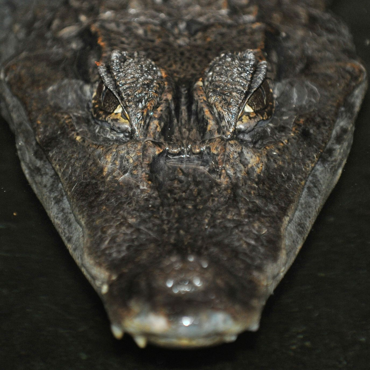 Kaiman «Sammy» hatte es 1994 zum Star des medialen Sommerloches gebracht. - Foto: Boris Roessler/dpa