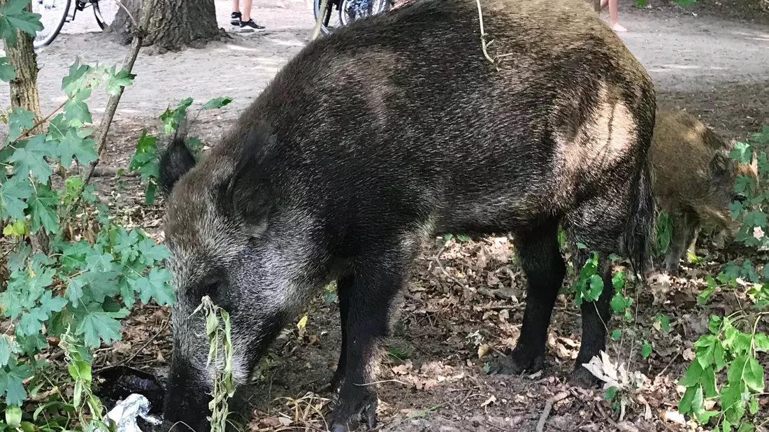 Ein Wildschwein schnuppert auf der Badewiese am Teufelssee: Hier klaute ein Wildschwein eine Tüte inklusive Laptop. - Bild: Fernando Gutierrez/dpa