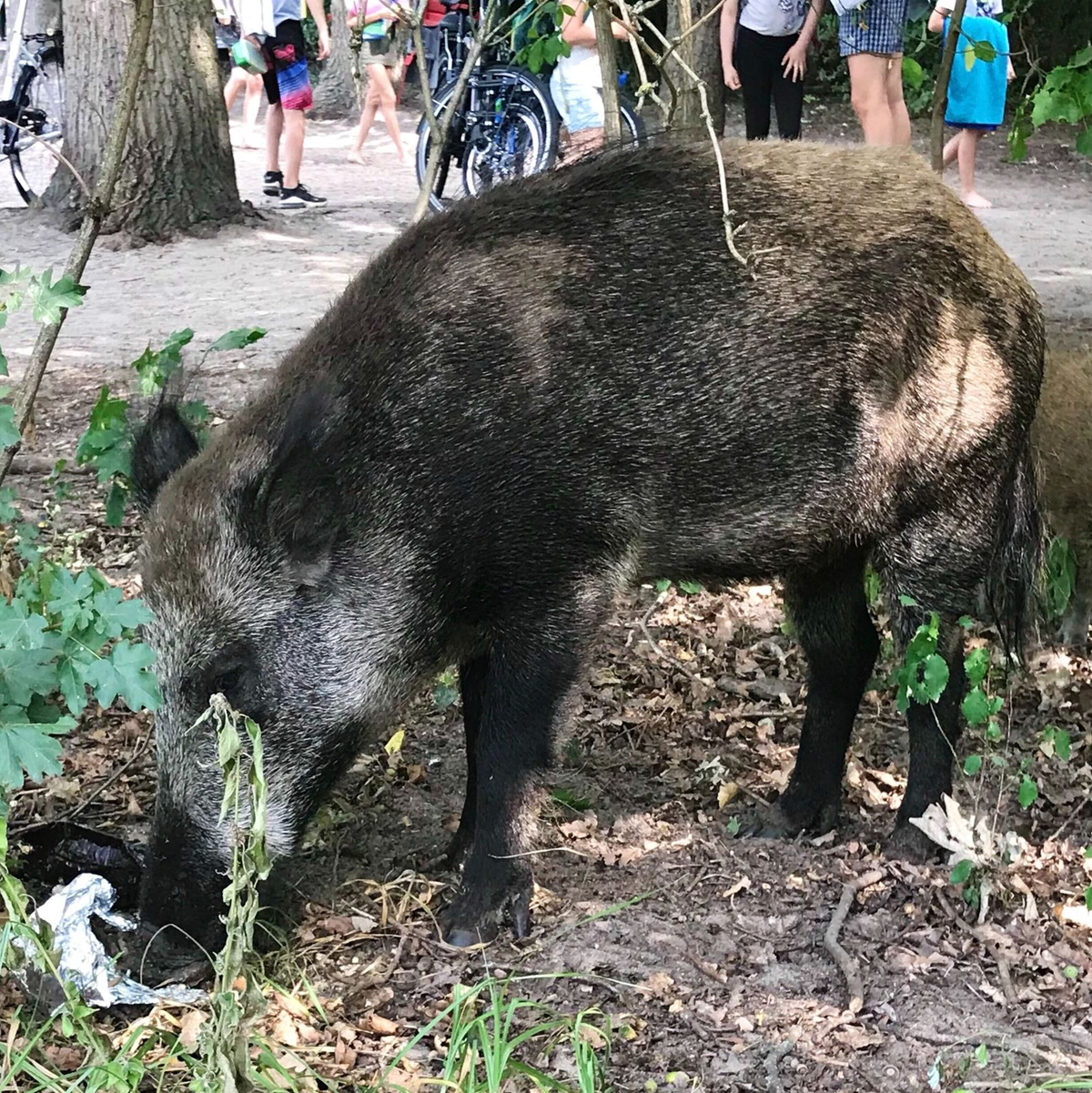 Ein Wildschwein schnuppert auf der Badewiese am Teufelssee: Hier klaute ein Wildschwein eine Tüte inklusive Laptop. - Foto: Fernando Gutierrez/dpa