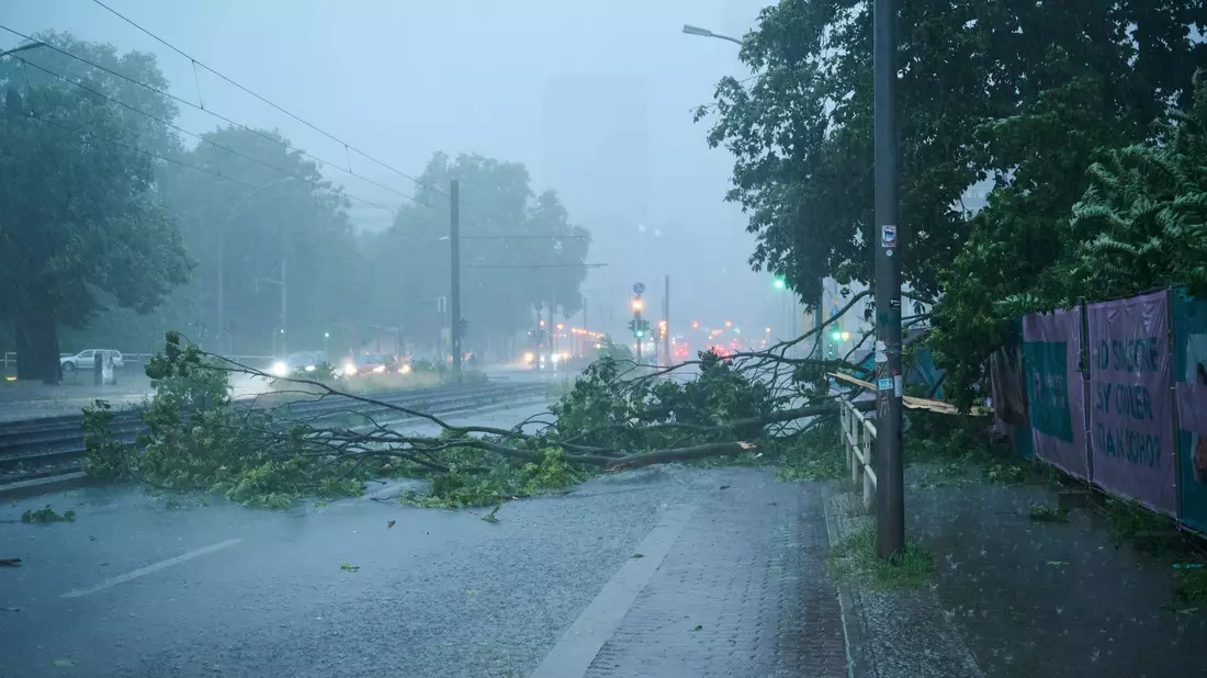 Der Starkregen hat einen Baum quer auf die Prenzlauer Allee stürzen lassen. - Bild: Annette Riedl/dpa