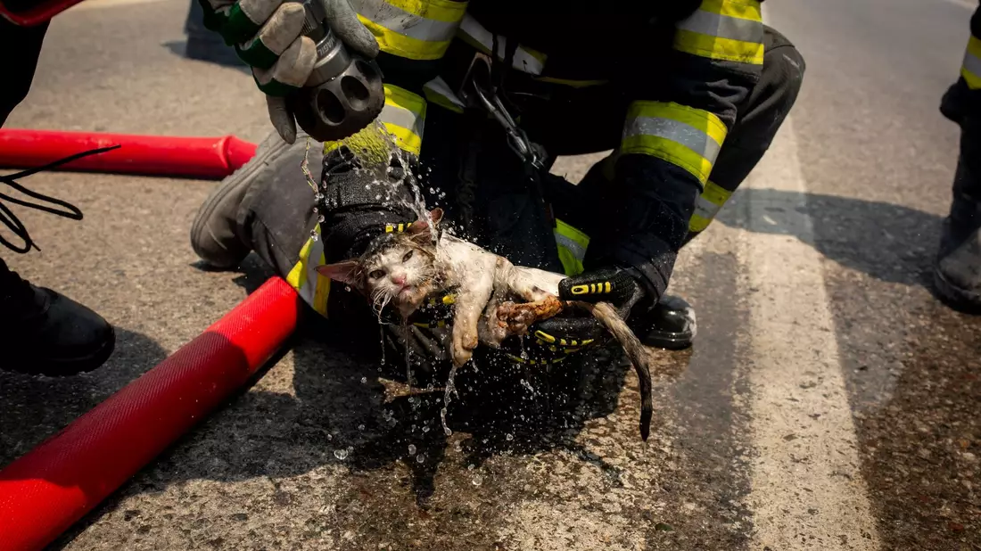 Ein rumänischer Feuerwehrmann sprüht nahe des Dorfes Gennadi Wasser auf eine vor dem Feuer gerettete Katze. - Bild: Socrates Baltagiannis/dpa