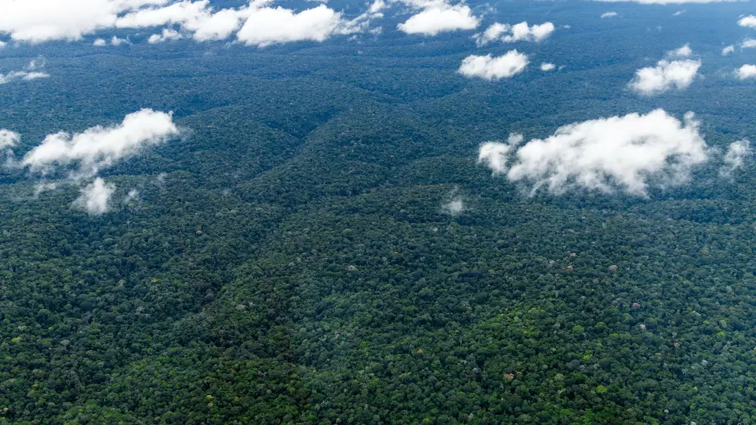 Der Amazonaswald - der weltweit größte tropische Regenwald. - Bild: Jens Büttner/dpa