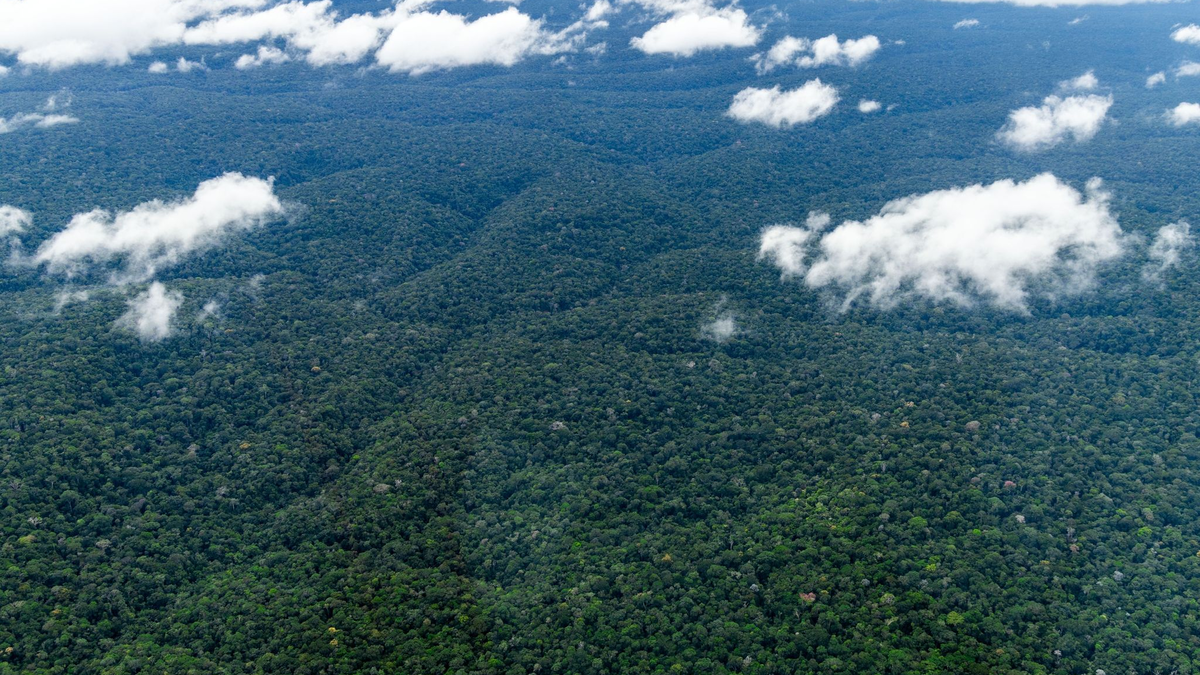 Der Amazonaswald - der weltweit größte tropische Regenwald. - Foto: Jens Büttner/dpa