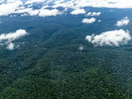 Der Amazonaswald - der weltweit größte tropische Regenwald. - Foto: Jens Büttner/dpa