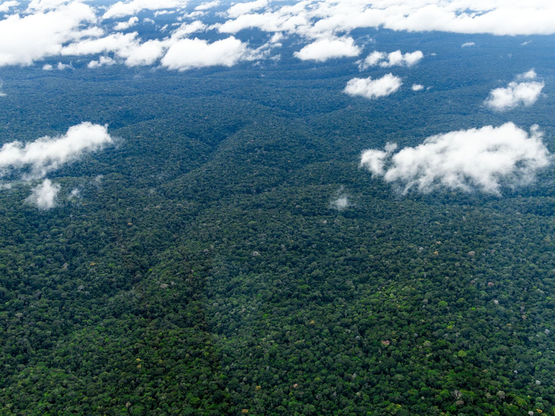 Der Amazonaswald - der weltweit größte tropische Regenwald. - Foto: Jens Büttner/dpa