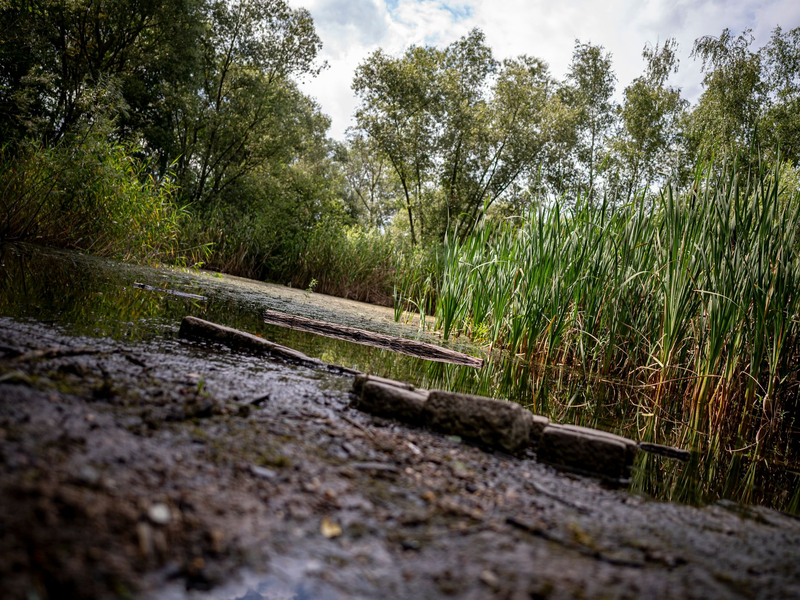 Der Krugpfuhl in Berlin-Pankow ist fast verschwunden. - Foto: Fabian Sommer/dpa