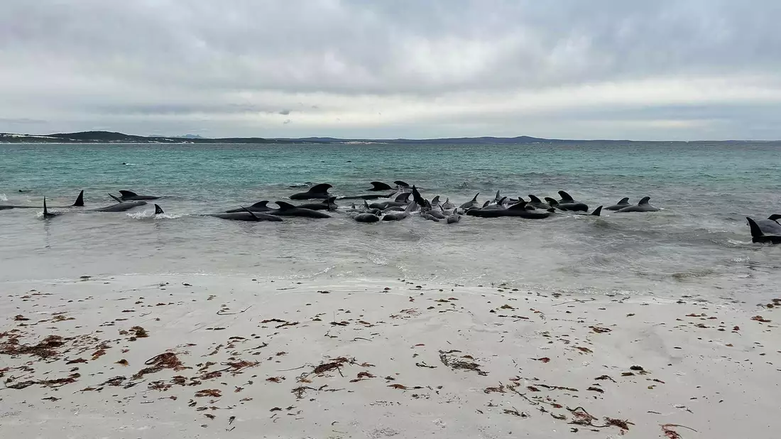 Rund 70 Grindwale sind am Cheynes Beach in Westaustralien gestrandet. - Bild: Allan Marsh/Cheynes Beach Caravan Park/AAP/dpa