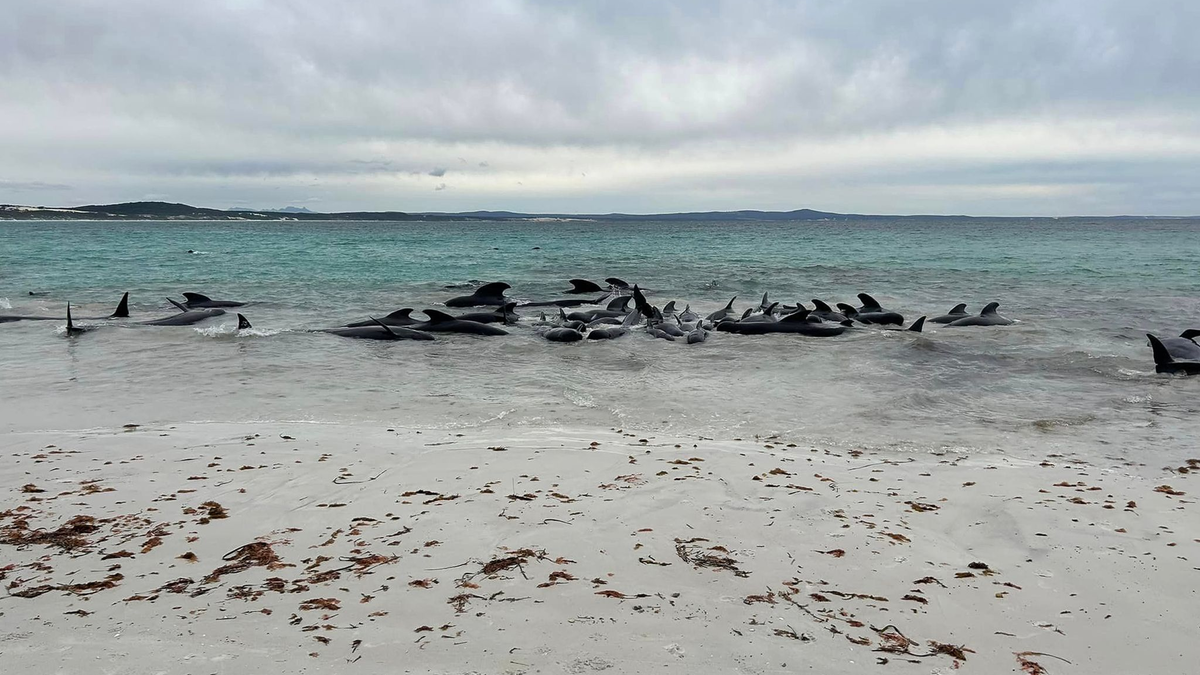 Rund 70 Grindwale sind am Cheynes Beach in Westaustralien gestrandet. - Foto: Allan Marsh/Cheynes Beach Caravan Park/AAP/dpa