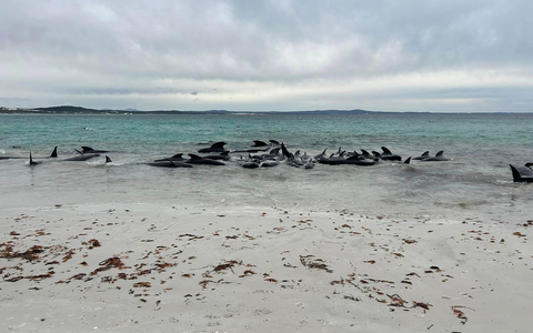 Rund 70 Grindwale sind am Cheynes Beach in Westaustralien gestrandet. - Foto: Allan Marsh/Cheynes Beach Caravan Park/AAP/dpa