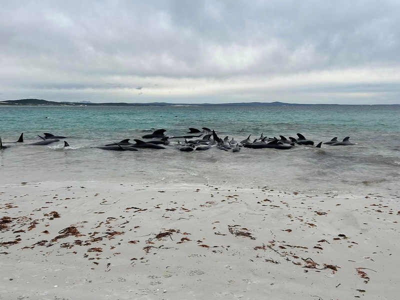 Rund 70 Grindwale sind am Cheynes Beach in Westaustralien gestrandet. - Foto: Allan Marsh/Cheynes Beach Caravan Park/AAP/dpa