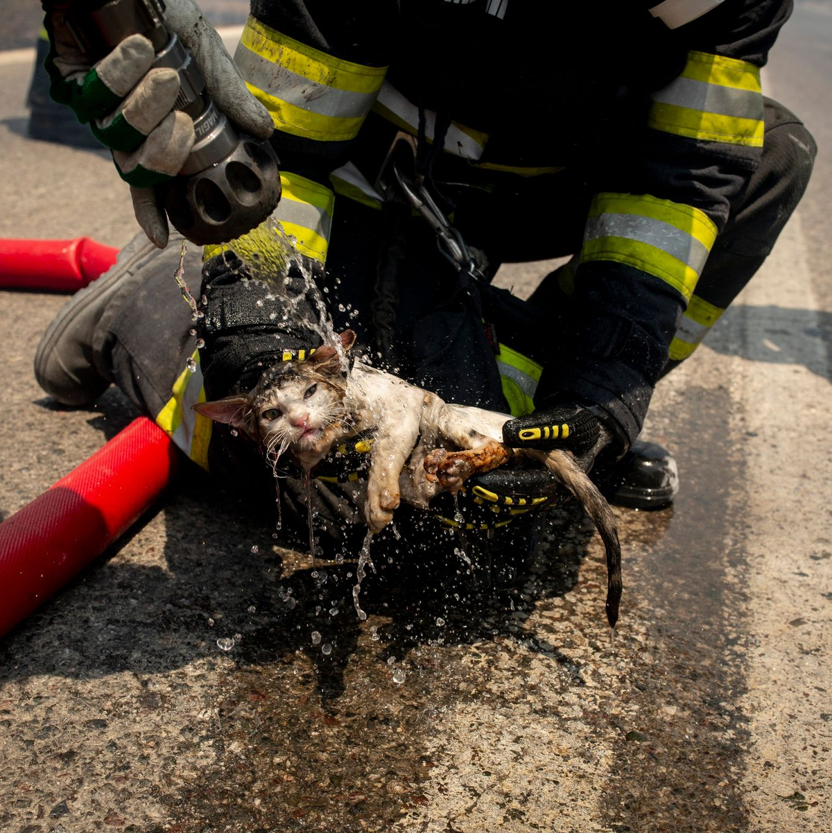 Ein Feuerwehrmann sprüht nahe Gennadi Wasser auf eine vor dem Feuer gerettete Katze. - Foto: Socrates Baltagiannis/dpa