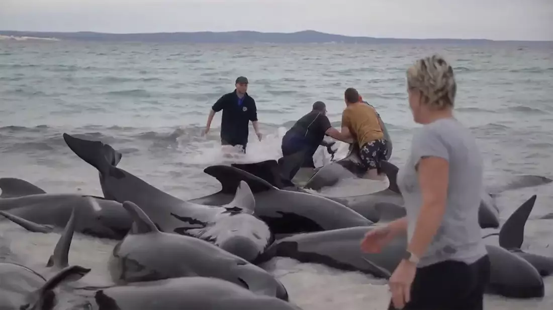 Retter versuchen, den gestrandeten Walen am Cheynes Beach östlich von Albany zu helfen. - Bild: Uncredited/Australian Broadcasting Corp./AP/dpa