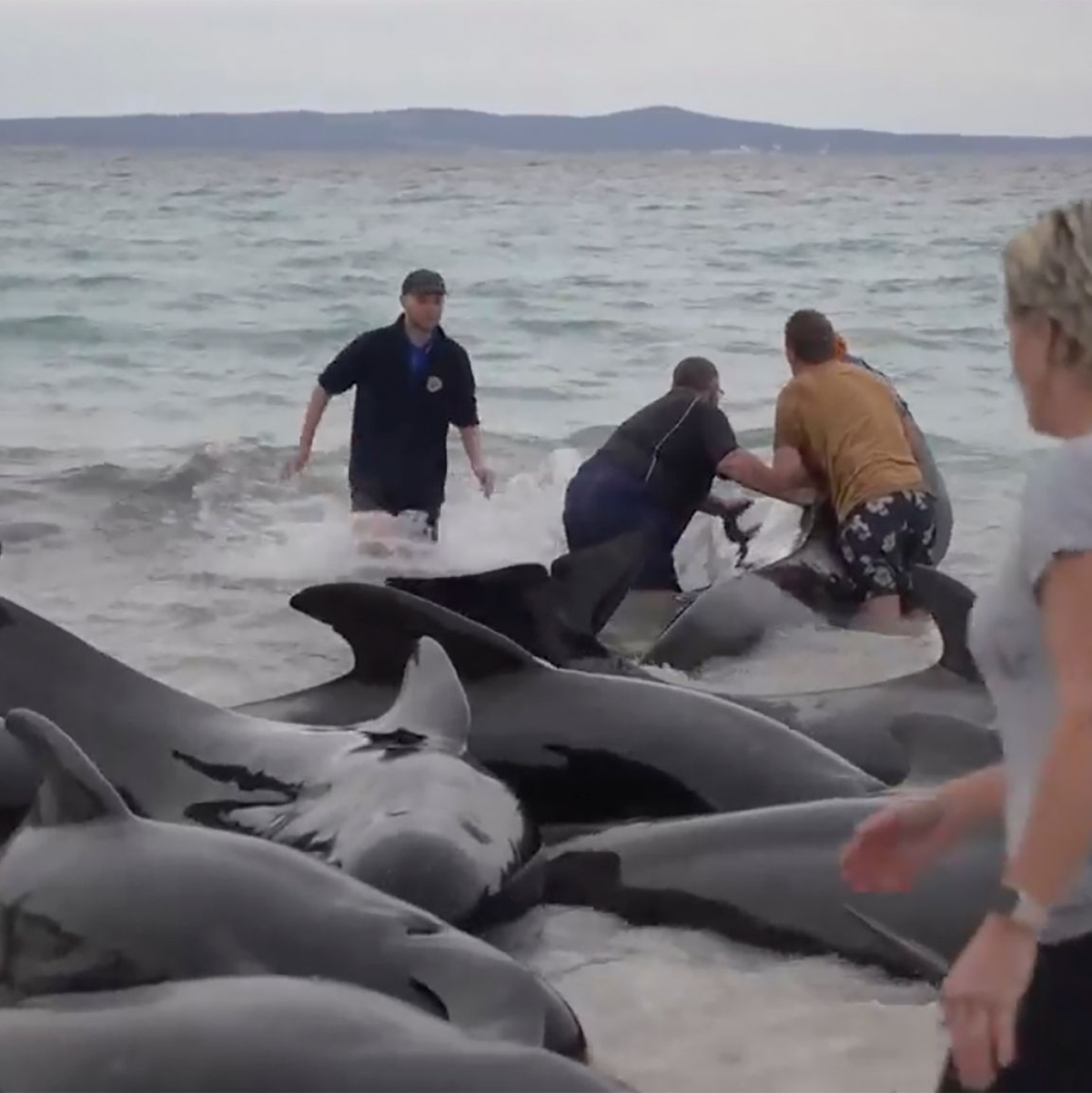 Retter versuchen, den gestrandeten Walen am Cheynes Beach östlich von Albany zu helfen. - Foto: Uncredited/Australian Broadcasting Corp./AP/dpa
