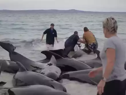 Retter versuchen, den gestrandeten Walen am Cheynes Beach östlich von Albany zu helfen. Doch die Mühe war letztlich vergeblich. - Foto: Uncredited/Australian Broadcasting Corp./AP/dpa
