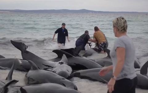 Retter versuchen, den gestrandeten Walen am Cheynes Beach östlich von Albany zu helfen. Doch die Mühe war letztlich vergeblich. - Foto: Uncredited/Australian Broadcasting Corp./AP/dpa